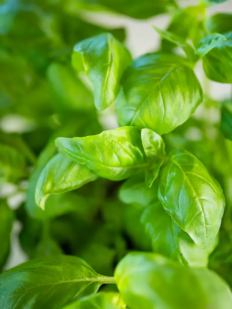 Sunreef 70 Eco (ID=10806) - фото 59