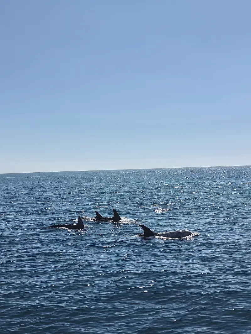 New 44 (ID=15975) - фото 21