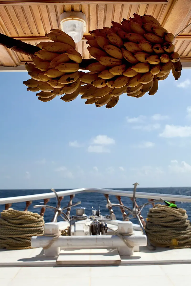 Motoryacht (ID=17363) - фото 10