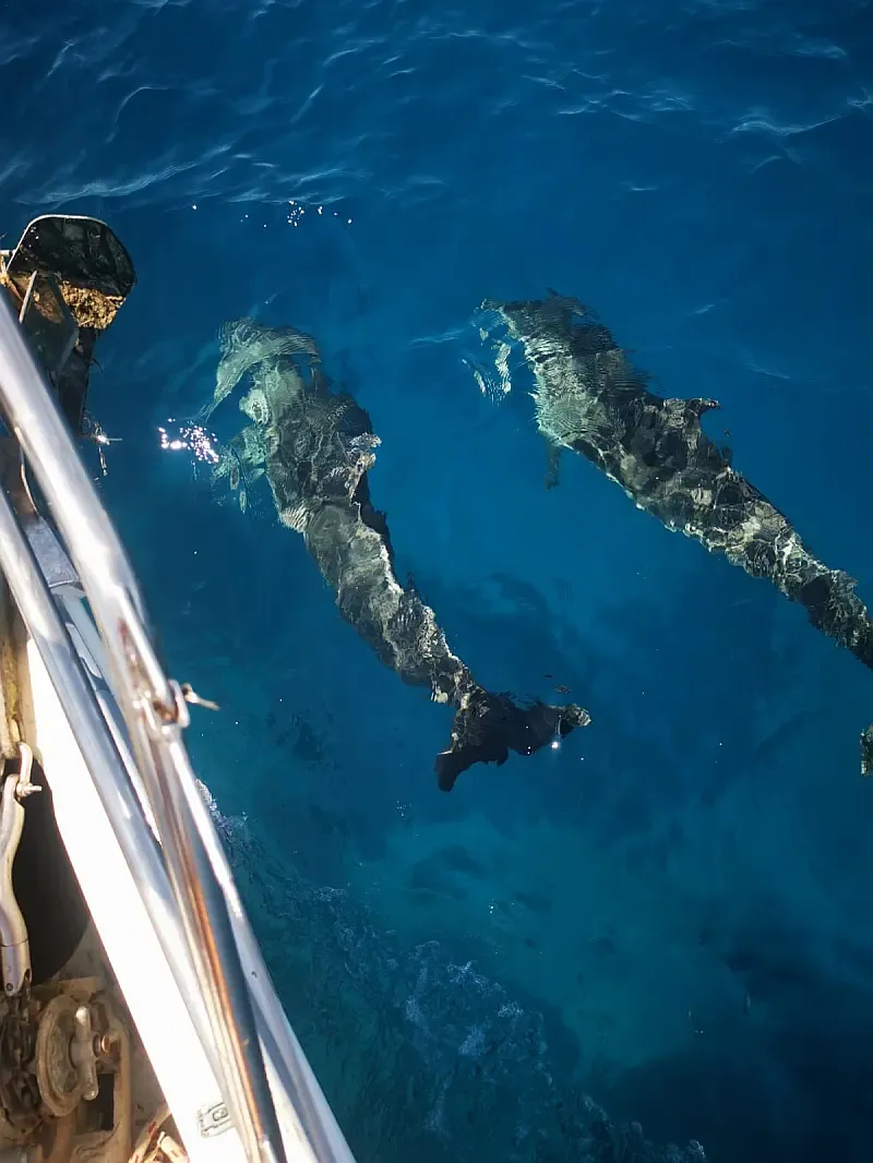 Hanse 342 (ID=45) - фото 7