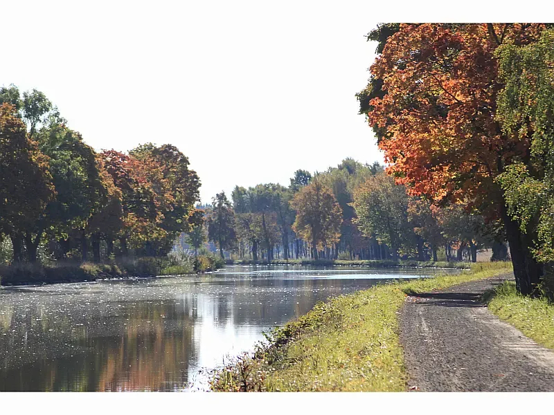 Husky Dane (ID=6996) - фото 3