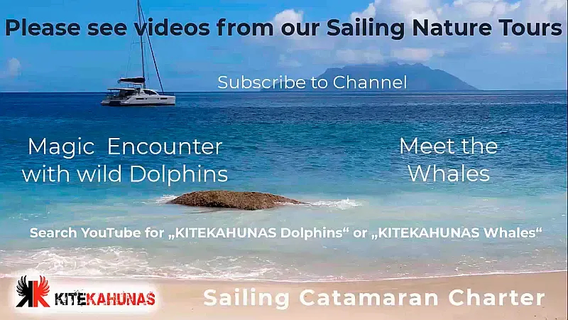 Leopard 48 (ID=9380) - фото 56