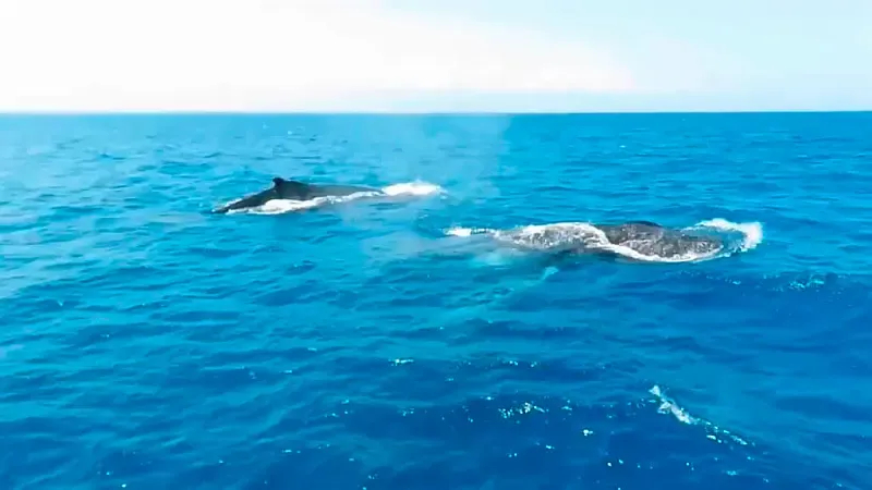 Leopard 48 (ID=9380) - фото 40